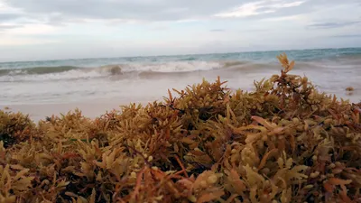 Саргассово море, водоросли,landscape, …» — создано в Шедевруме