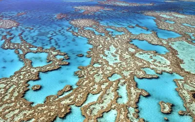Саргассово море водоросли (56 фото) - 56 фото