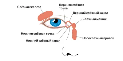 Конъюнктивит: причины, симптомы и лечение / «Особый взгляд» - портал для  людей, которые видят по-разному