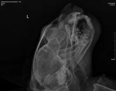 Уплотнение на нижней челюсти у кошки, бесплатная консультация ветеринара -  вопрос задан пользователем Артём SB про питомца: None
