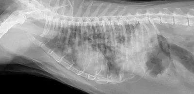Рак лёгких отёчно у кошек: симптомы, сколько можно прожить