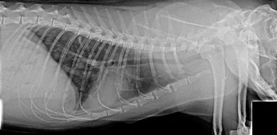 Лимфома костей у собак и кошек — ИРСО