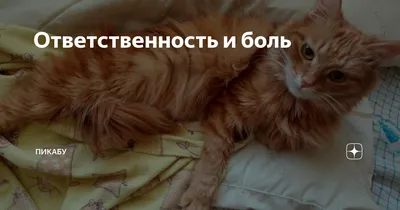Ветеринарная помощь Столбцы 2023 | ВКонтакте