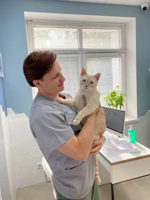 Герпес у кошек - симптомы, лечение и профилактика герпесвируса у кошек