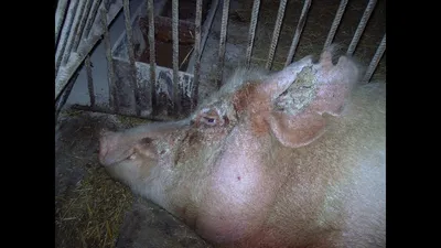 Саркоптоз свиней фото фото
