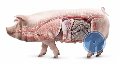 Паразитарные заболевания опорно-двигательной системы, кожных покровов и их  производных свиньи