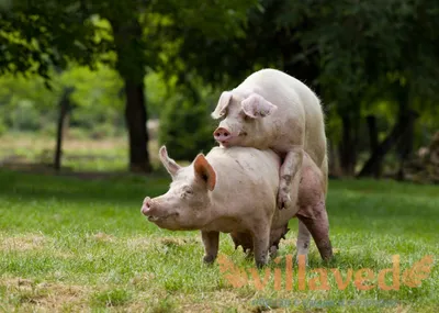 Методи запліднення свиней | UVT - постачання ветеринарної продукції.