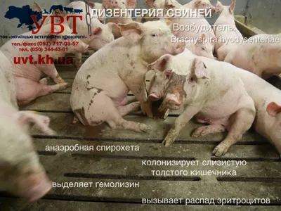 Діагностика дизентерії свиней | UVT - постачання ветеринарної продукції.
