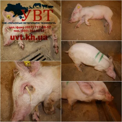 Діагностика гемофільного полісерозиту у свиней | UVT - постачання  ветеринарної продукції.
