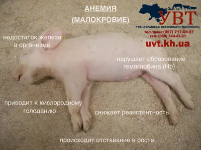 Подготовка енотовидной собаки к лечению — Видео | ВКонтакте