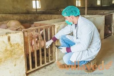 Діагностика анемії свиней | UVT - постачання ветеринарної продукції.