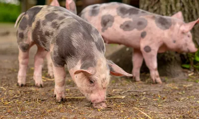 Самые опасные заболевания свиней: симптомы и диагностика - ТОВ «Бiокор  Текнолоджi ЛТД»