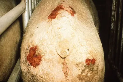 Частые заболевания свиней и поросят: симптомы, лечение, профилактика,  фотот, видео