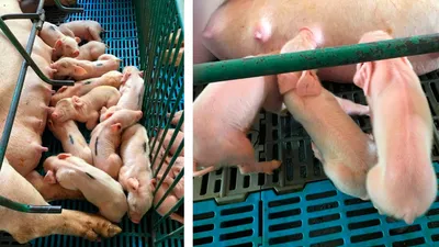 Пастереллез свиней: сыворотка, лечение, фото
