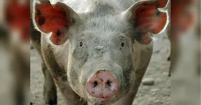 Страница 11 от Статьи - Здоровье свиней - pig333.ru, от фермы к рынку