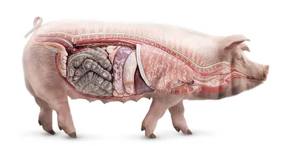 Заболевания свиней: диагностика и лечение