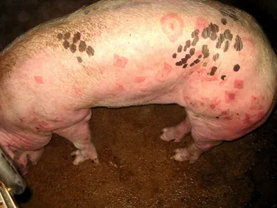 Ветеринария свиней | Саркоптоз свиней.