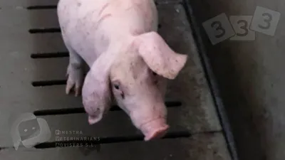 Отогематома - Атлас патологий свиней - pig333.ru, от фермы к рынку