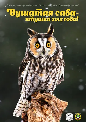 Ушастая сова – птица 2015 года в Беларуси!
