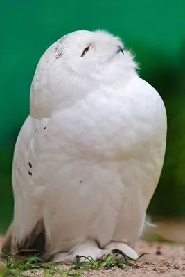 Голоса птиц. Щегол (Carduelis carduelis) - YouTube