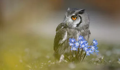 Вушатая сава | Long-eared owl on Behance