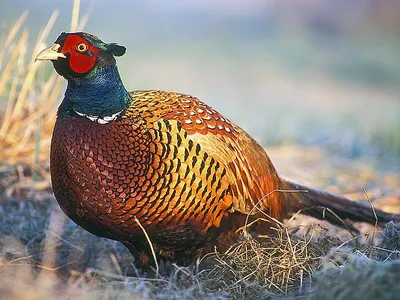 Обыкновенный фазан — Википедия