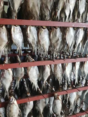 Южный федеральный университет | Пресс-центр: К слову о Красной книге: как  эксперты поняли, что популяции рыбы шемаи в Дону больше не угрожает  вымирание