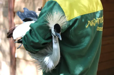 BB.lv: В Московском зоопарке вылупился птенец кудрявого пеликана