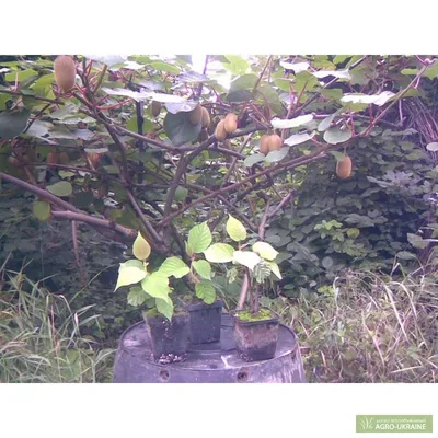 Саженец кивиа с киви стоковое изображение. изображение насчитывающей  природа - 40805641