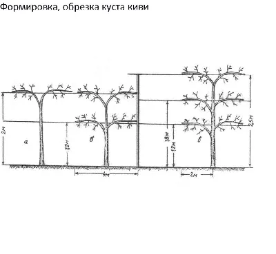 Высокого качества Киви Соло (Solo), 1 год Самоплодный ЗКС от питомника  \"BioСад\" - 1485874384