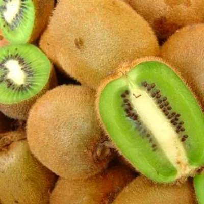 Молодые зеленые саженцы киви в почве Coco Стоковое Изображение -  изображение насчитывающей плодоовощ, меховой: 182176935