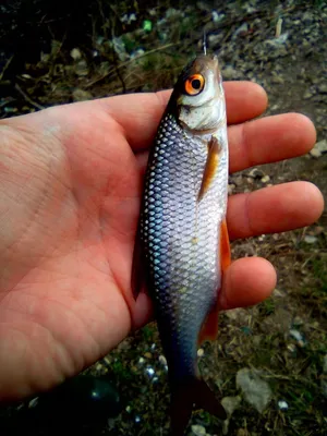 РЫБА ВЯЛЕНАЯ (СУХАЯ) ДОНСКАЯ🐟 on Instagram: \"СЕБЕЛЬ ВЯЛЕНЫЙ - РЫБНЫЙ  ДЕЛИКАТЕС 😋👍 Рыбка - обалденная! Ну очень вкусненькая🤤 непересушена,  слабосоленая, почти вся с икрой! К 🍺👍, да и просто полакомиться хорошей  свеже-