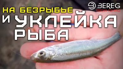 Уклейка