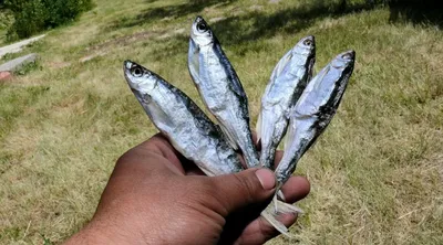 Уклейка - fishstocking.ru