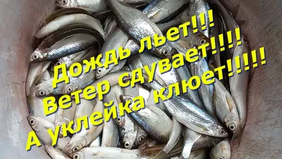 Потрясающе вкусные шпроты из уклейки - УкрПромТех УкрПромТех