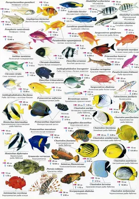 рыба рыба серая река рыба съедобная добыча после рыбалки плавание милая рыба.  векторное животное изолировано на белом фоне Иллюстрация вектора -  иллюстрации насчитывающей рыболовство, флиппер: 217822435