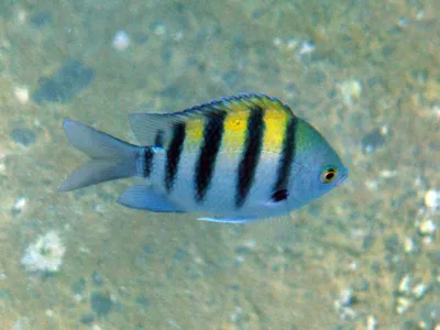 Съедобная рыба черного моря - 78 фото