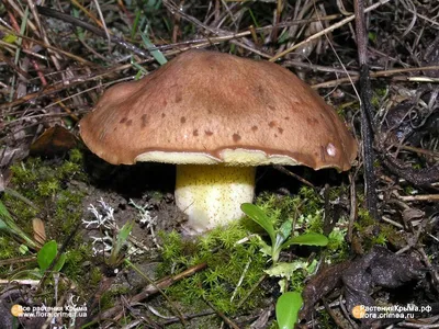 Съедобные грибы крыма фото фото