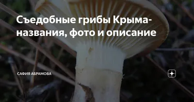В Крыму шестилетний мальчик скончался после отравления грибами — avdet.org