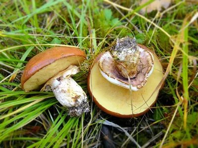 1910-е гг. Съедобные грибы: Зеленушка и Майский гриб