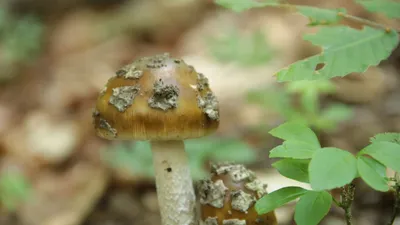 Сбор грибов в Крыму | Крымский Туристический Навигатор