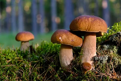 В Крыму зимой местные жители и гости полуострова собирают грибы. Новости.  Первый канал