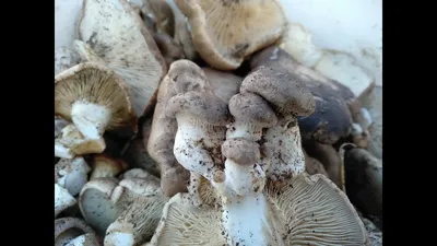 Ядовитые грибы Крыма - Путешествие по Крыму