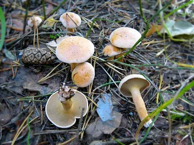 Съедобные грибы — Википедия