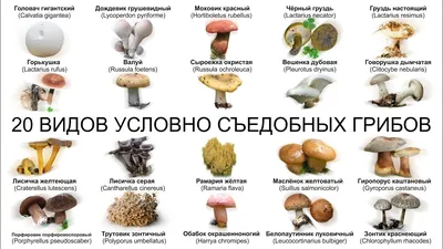 Где, как и какие грибы лучше собирать в Ростовской области в сентябре 2020  года - 4 сентября 2020 - 161.ru