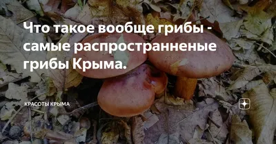 Миколог Вишневский рассказал, для чего нужно знать все ядовитые виды грибов