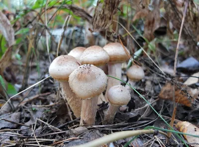 Вопросы по грибам Крыма - Форум, съедобные грибы и грибные описания, фото,  рецепты приготовления