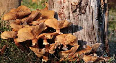 Что такое вообще грибы - самые распространненые грибы Крыма. | Красоты Крыма  | Дзен