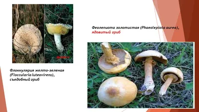 В Крыму зарегистрировано несколько случаев отравления грибами - газета  «Кафа» новости Феодосии и Крыма
