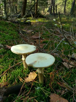 Грибы в Крыму сбор грибов.Белые грибы 2021. - YouTube